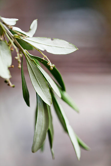 B2B > Le pain quotidien033©rosemagic-Nathalie Bougelet