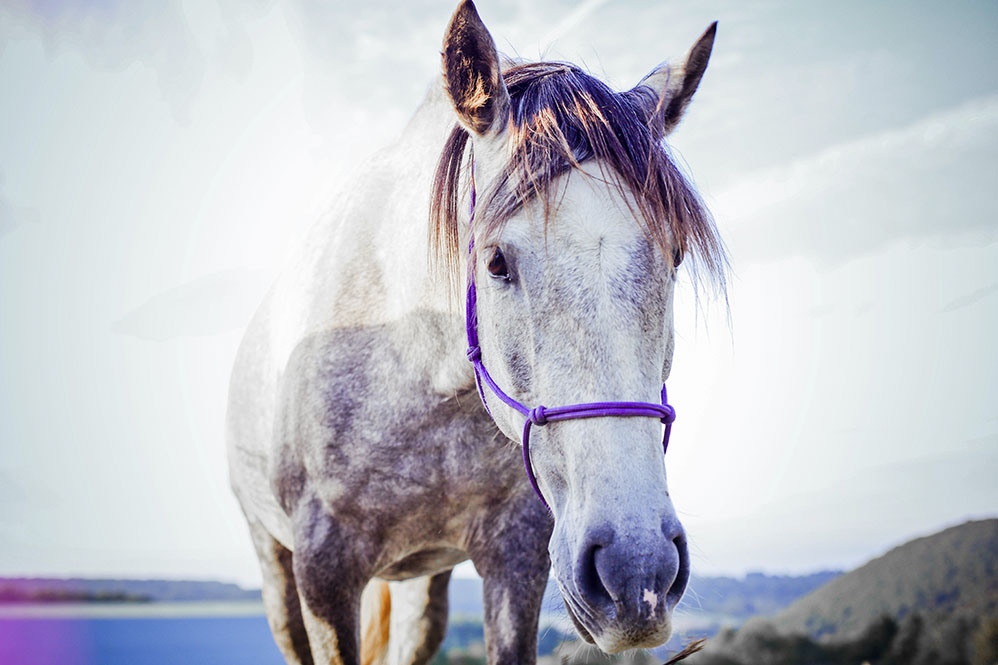 Kids > Téa Horses019©rosemagic-Nathalie Bougelet
